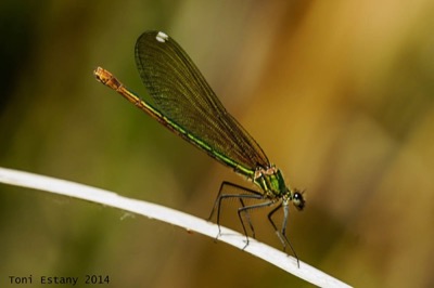 Calopteryx xanthostoma hembra en estado por Toni Estany Caus