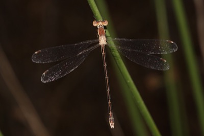 Lestes barbarus hembra en estado por Angel Martín Ojeda
