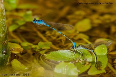 Coenagrion caerulescens copula en estado por Toni Estany Caus