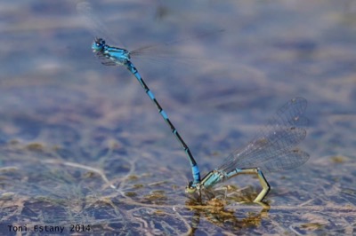 Coenagrion caerulescens copula en estado por Toni Estany Caus