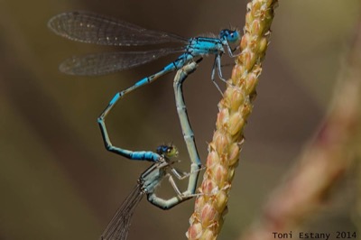 Coenagrion caerulescens copula en estado por Toni Estany Caus