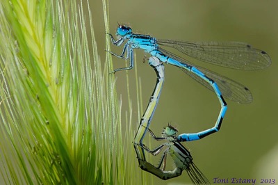 Coenagrion mercuriale copula en estado por Toni Estany Caus