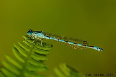 Coenagrion mercuriale macho en estado por Toni Estany Caus