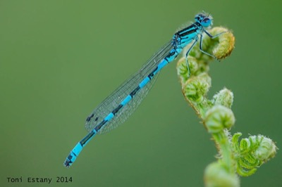 Coenagrion mercuriale macho en estado por Toni Estany Caus