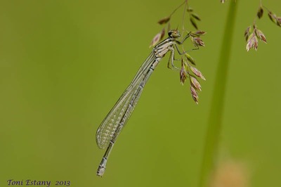 Coenagrion puella hembra en estado por Toni Estany Caus