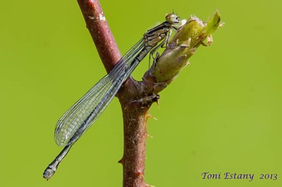 Coenagrion puella hembra en estado por Toni Estany Caus