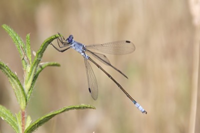 Lestes macrostigma macho en estado por Angel Martín Ojeda