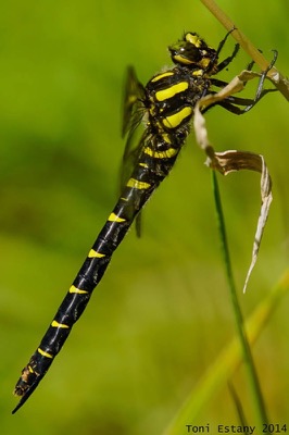 Cordulegaster bidentata hembra en estado por Toni Estany Caus