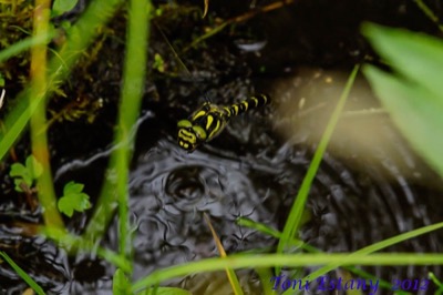 Cordulegaster bidentata hembra en estado por Toni Estany Caus