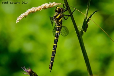 Cordulegaster bidentata hembra en estado por Toni Estany Caus