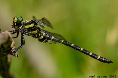 Cordulegaster bidentata macho en estado por Toni Estany Caus