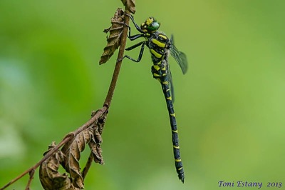 Cordulegaster bidentata macho en estado por Toni Estany Caus