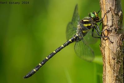 Cordulegaster bidentata macho en estado por Toni Estany Caus
