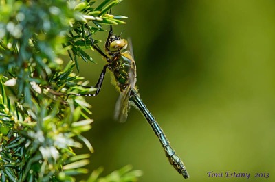 Cordulia aenea macho en estado por Toni Estany Caus