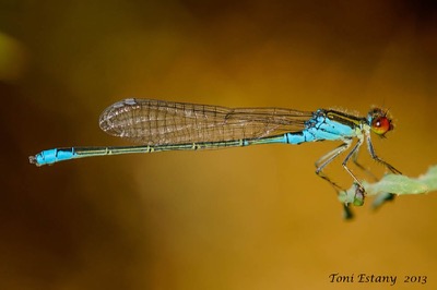 Erythromma viridulum macho en estado por Toni Estany Caus