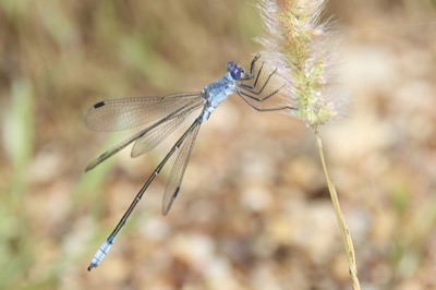 Lestes macrostigma macho en estado por Angel Martín Ojeda