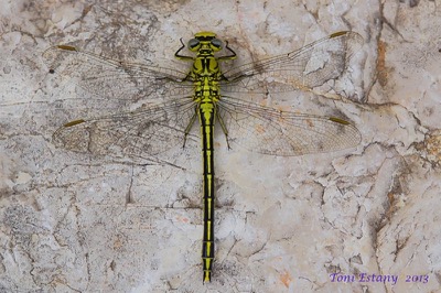 Gomphus pulchellus hembra en estado por Toni Estany Caus