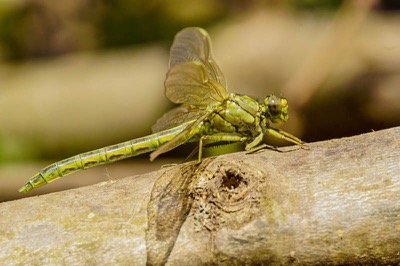 Gomphus pulchellus hembra en estado por Toni Estany Caus