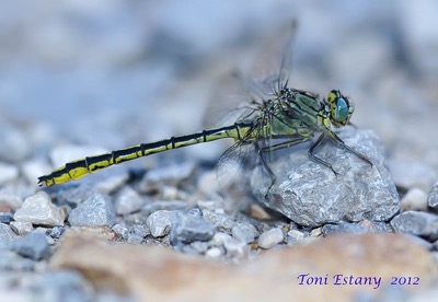 Gomphus pulchellus macho en estado por Toni Estany Caus