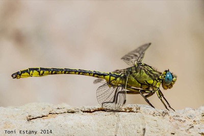 Gomphus simillimus macho en estado por Toni Estany Caus
