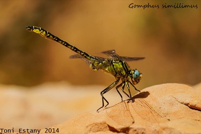 Gomphus simillimus macho en estado por Toni Estany Caus