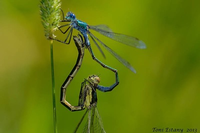 Lestes dryas copula en estado por Toni Estany Caus