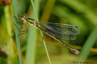 Lestes dryas hembra en estado por Toni Estany Caus