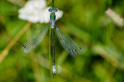Lestes dryas macho en estado por Toni Estany Caus