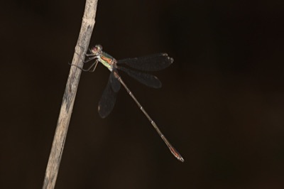 Lestes viridis macho en estado por Angel Martín Ojeda