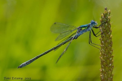 Lestes dryas macho en estado por Toni Estany Caus