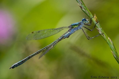 Lestes dryas macho en estado por Toni Estany Caus