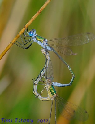 Lestes sponsa copula en estado por Toni Estany Caus