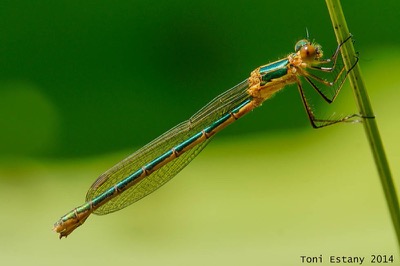 Lestes sponsa hembra en estado por Toni Estany Caus
