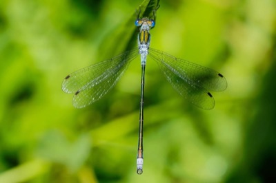 Lestes sponsa macho en estado por Toni Estany Caus