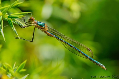 Lestes sponsa macho en estado por Toni Estany Caus