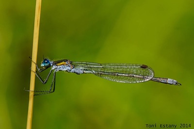 Lestes sponsa macho en estado por Toni Estany Caus
