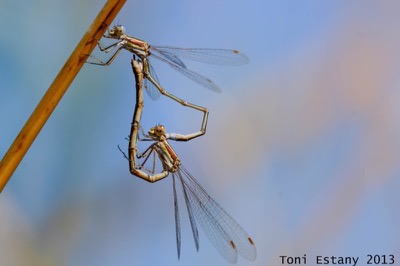 Lestes virens copula en estado por Toni Estany Caus