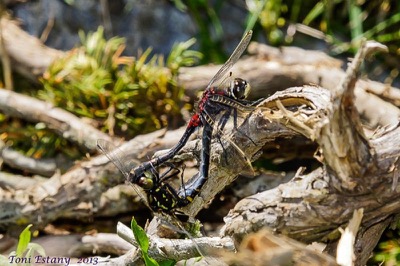 Leucorrhinia dubia copula en estado por Toni Estany Caus