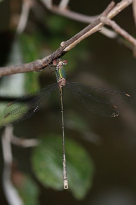 Lestes virens macho en estado por Angel Martín Ojeda