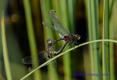 Leucorrhinia dubia copula en estado por Toni Estany Caus