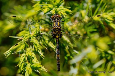 Leucorrhinia dubia hembra en estado por Toni Estany Caus