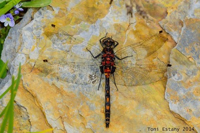 Leucorrhinia dubia macho en estado por Toni Estany Caus