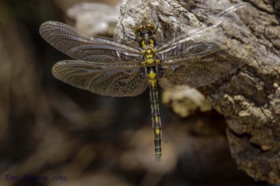 Leucorrhinia dubia macho en estado por Toni Estany Caus