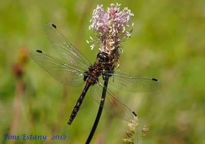 Leucorrhinia dubia hembra en estado por Toni Estany Caus