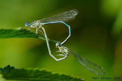 Platycnemis pennipes copula en estado por Toni Estany Caus