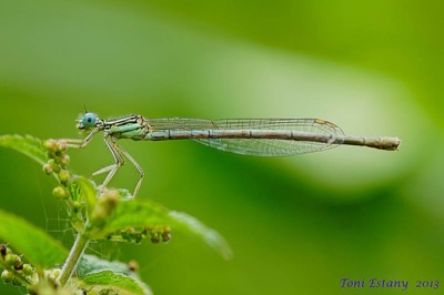 Platycnemis pennipes hembra en estado por Toni Estany Caus