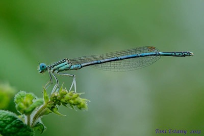 Platycnemis pennipes macho en estado por Toni Estany Caus