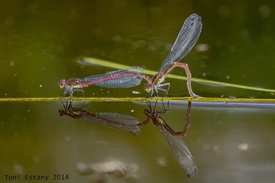 Pyrrhosoma nymphula copula en estado por Toni Estany Caus