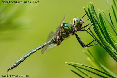 Somatochlora metallica macho en estado por Toni Estany Caus