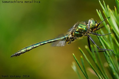 Somatochlora metallica macho en estado por Toni Estany Caus